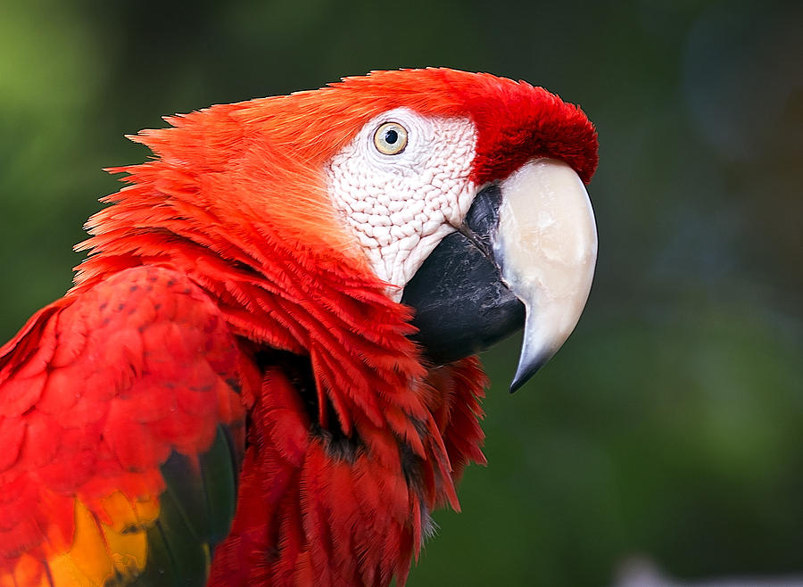 Red Macaw Photograph by Mark McKinney