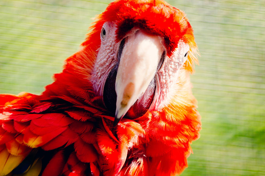 Macaw Photograph - Red Macaw by Pati Photography