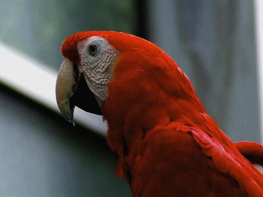 Red Macaw Photograph by Richard Gregurich