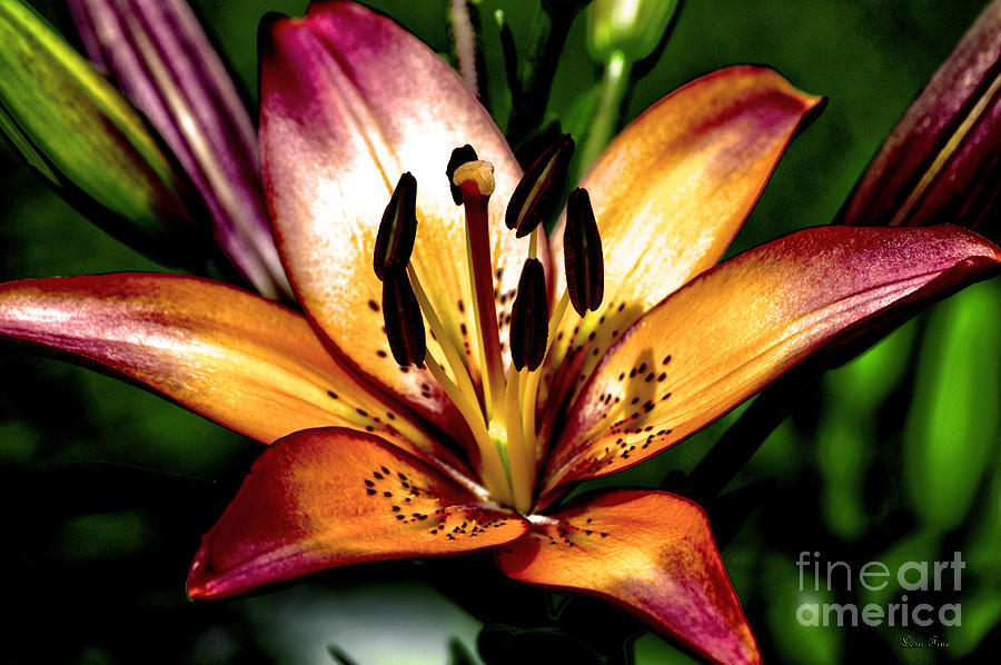Red Magic Daylily-HDR Photograph by Lesa Fine