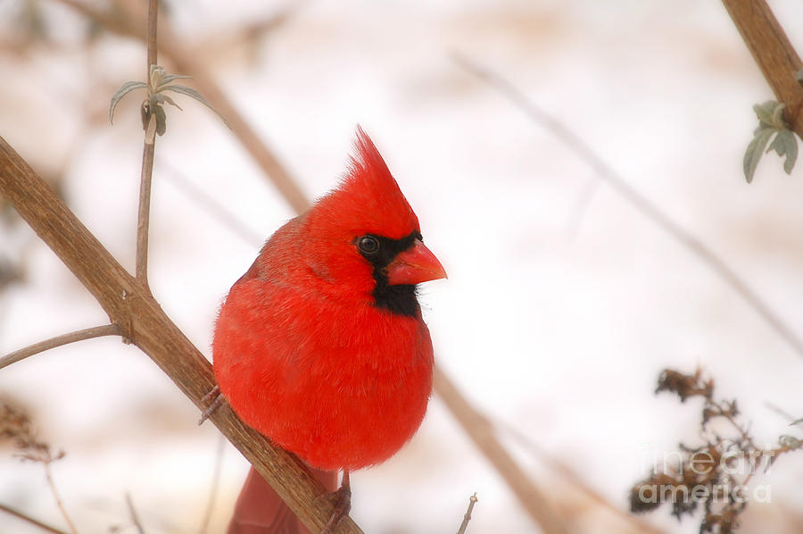 Red Male Cardinal Photograph by Peggy Franz