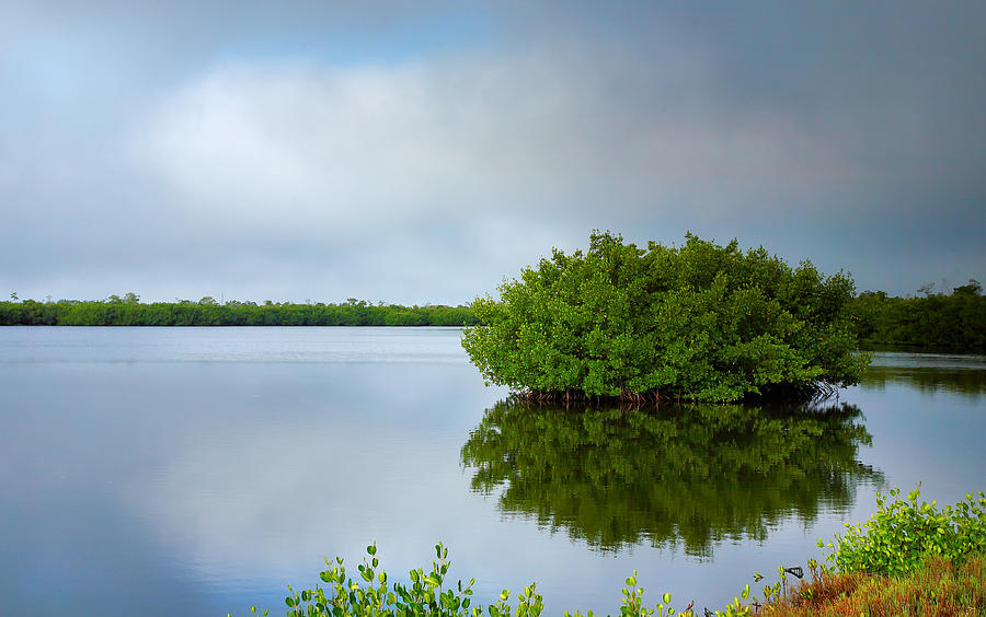 Red Mangrove Marsh I Photograph by Steven Ainsworth