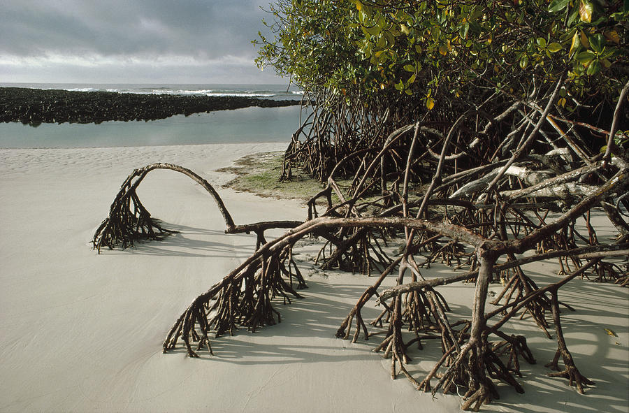 Red Mangrove Root Galapagos Islands Photograph by Tui De Roy