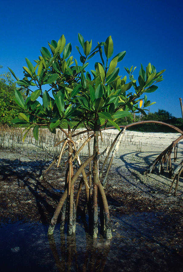 Red Mangroves Photograph by Nancy Sefton