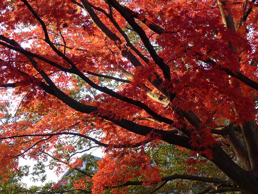 Red Maple 01 Photograph by Richard Reeve