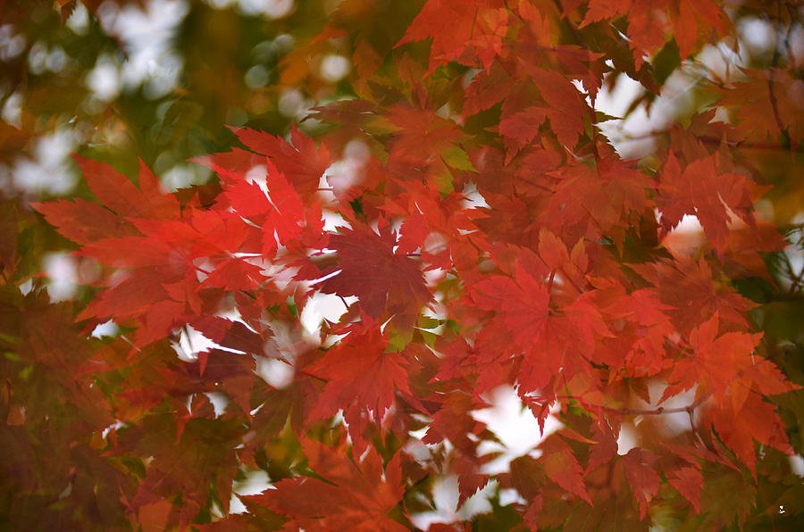 Fall Photograph - Red Maple-1 by Minartesia