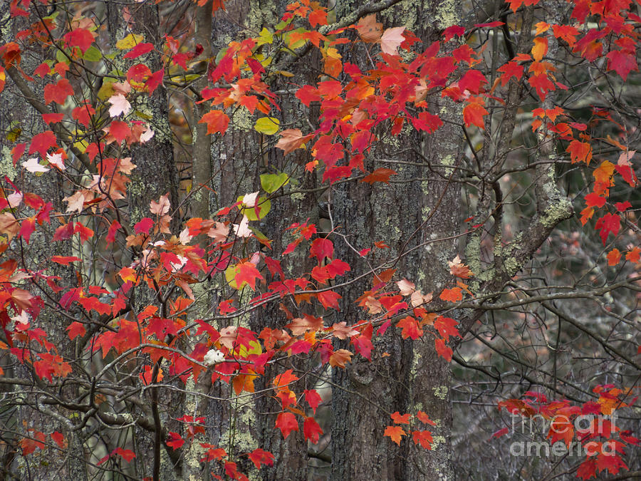 Red Maple Abstract Photograph by Lili Feinstein