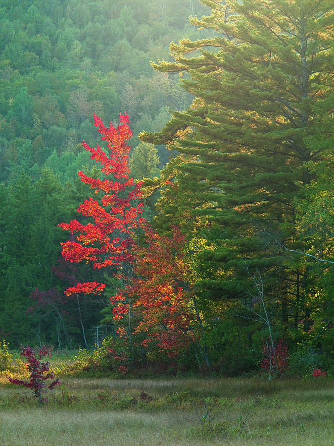 Red Maple Acer Rubrum Foliage Photograph by John Orcutt - Fine Art America