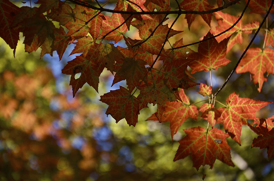 Red Maple Canopy Photograph by Owen Weber