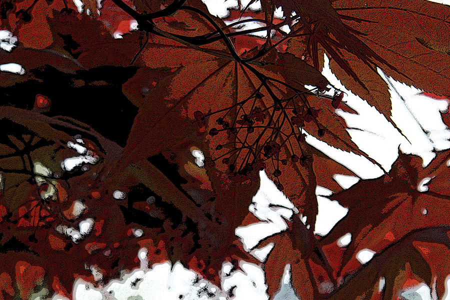 Red Maple - Digital Art Photograph by Christiane Schulze Art And ...