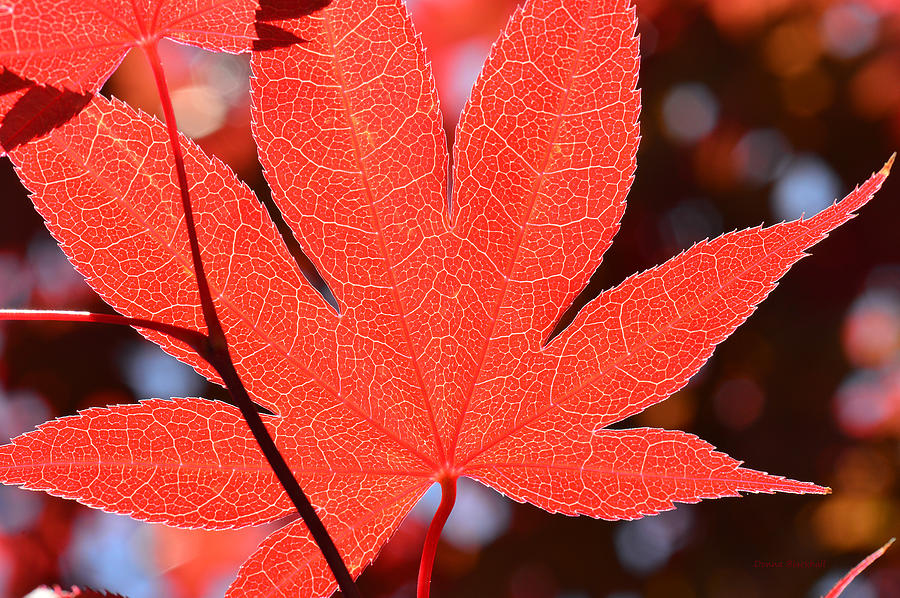 Red Maple Photograph by Donna Blackhall