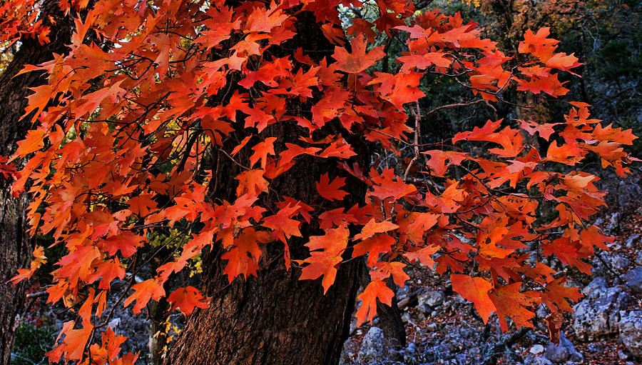 Red Maple Foliage Photograph by Judy Vincent