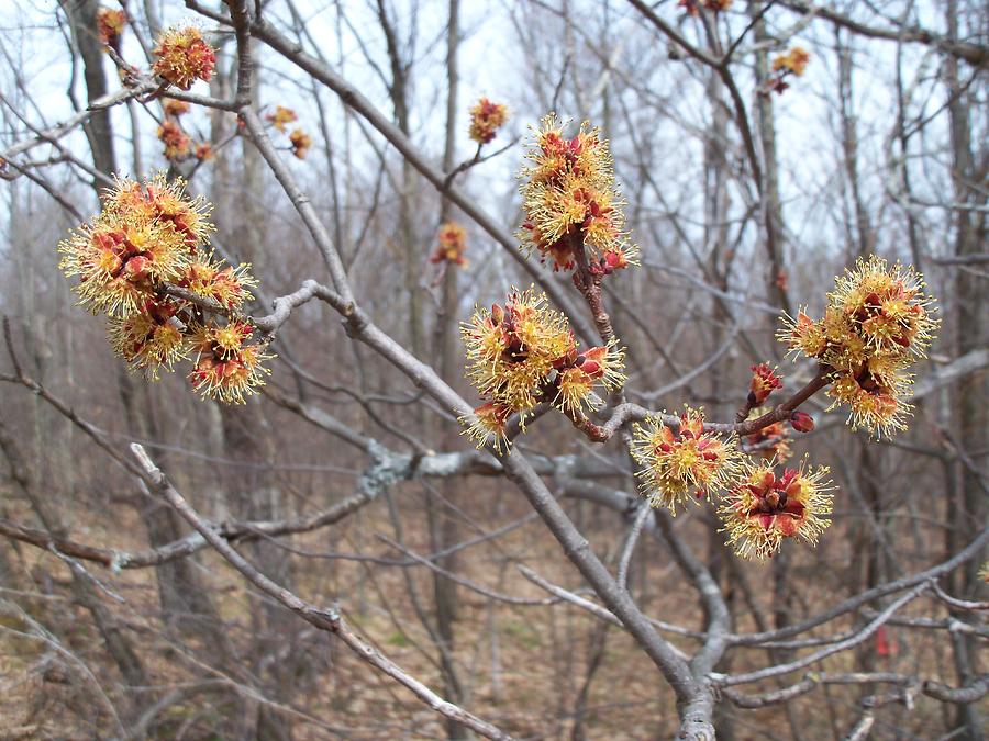 Red Maple in Flower Photograph by David Pickett