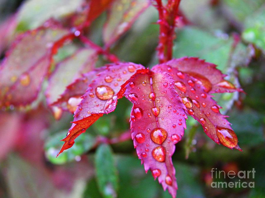 Nature Photograph - Red Maple in the Rain by Sarah Loft