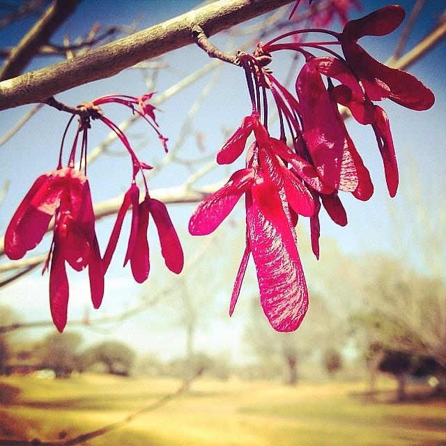 Nature Photograph - Red Maple #iphone5 #instagram by Scott Pellegrin