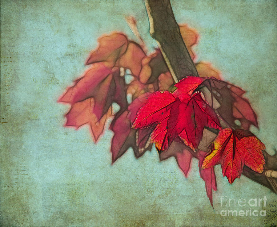 Red Maple Photograph by Judi Bagwell