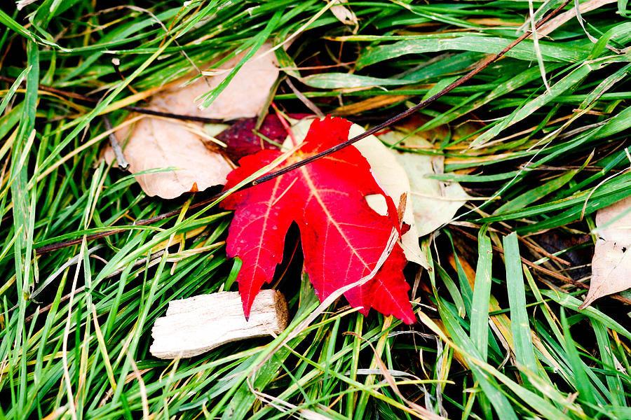 Fall Photograph - Red Maple Leaf by Allan Millora