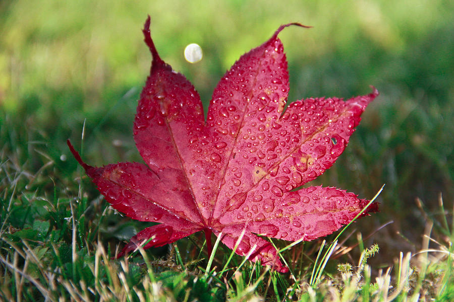 Red maple leaf and dew Photograph by Eti Reid
