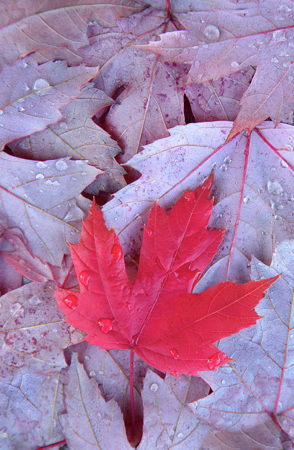 Red Maple Leaf Photograph by Grant Faint