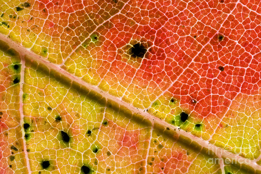Red Maple Leaf Photograph by Gregory G. Dimijian, M.D.