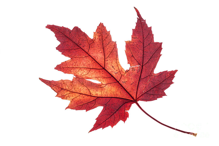 Red Maple Leaf In All Its Glory Photograph By Vishwanath Bhat - Fine 