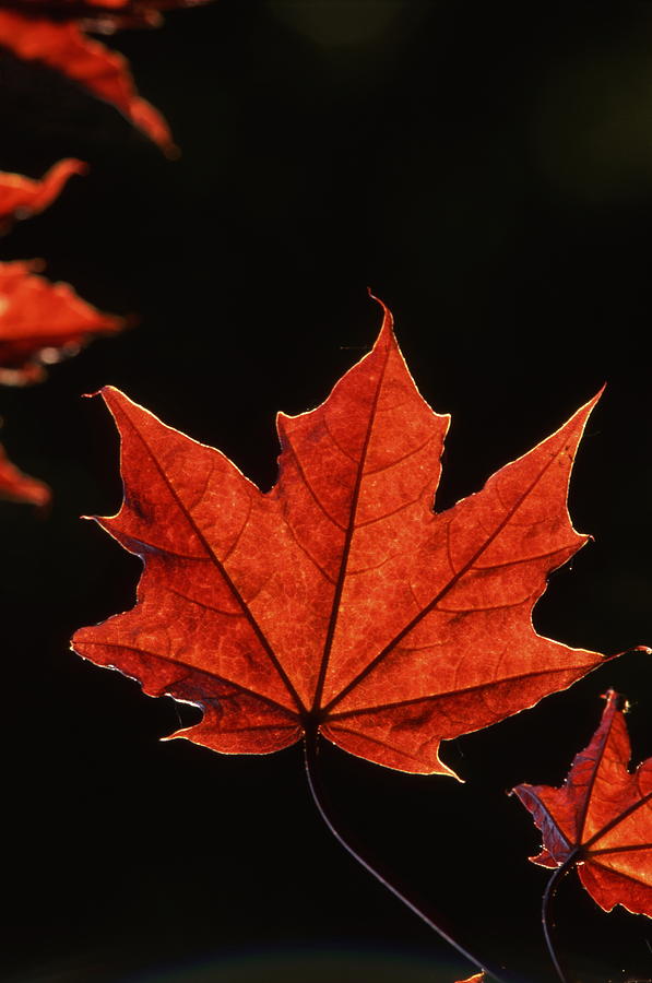 Red maple leaf in autumn Photograph by Ulrich Kunst And Bettina Scheidulin