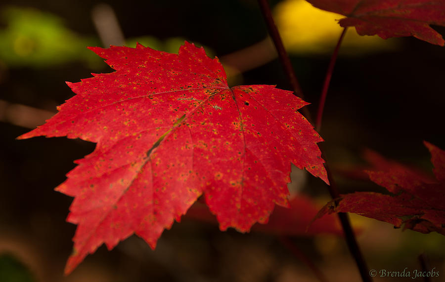 Red Maple Leaf in Fall Photograph by Brenda Jacobs