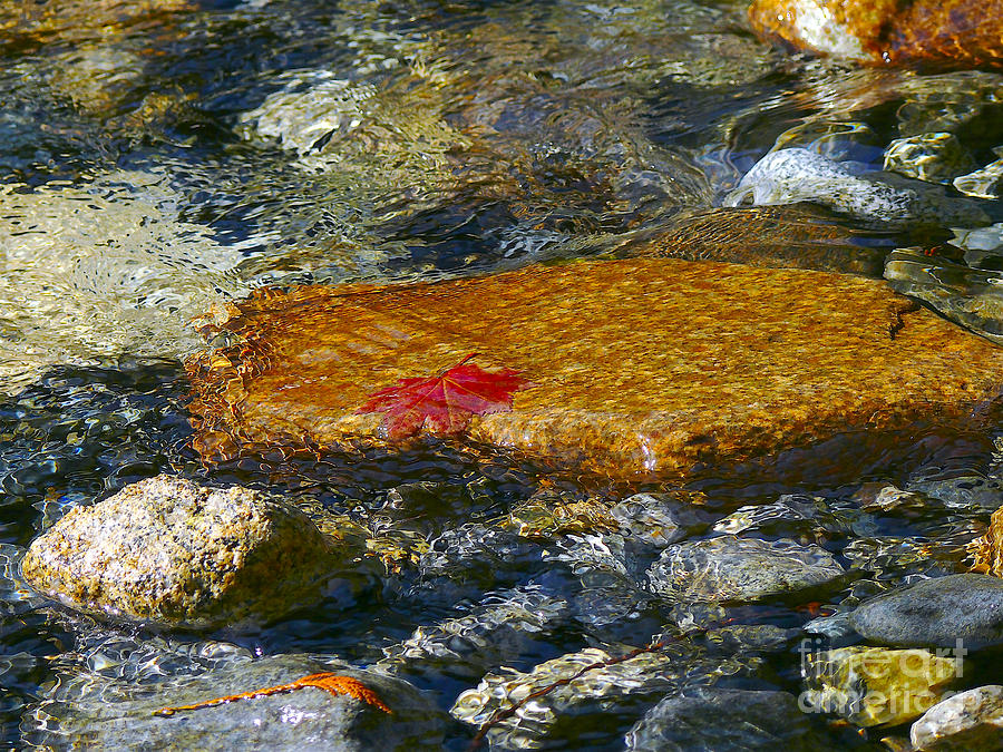 Red Maple Leaf in Stream Photograph by Sharon Talson