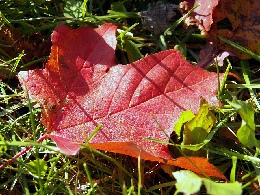 Red Maple Leaf in the Grass Photograph by Corinne Elizabeth Cowherd