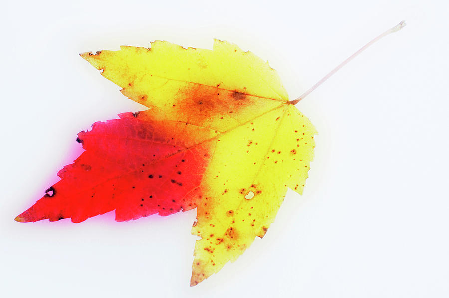 Red Maple Leaf Photograph by Maria Mosolova/science Photo Library