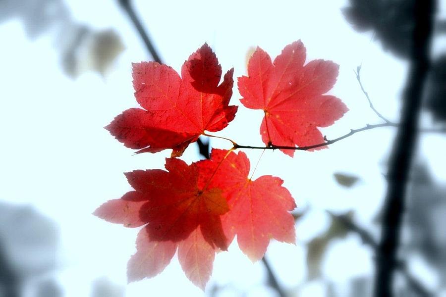 Fall Photograph - Red Maple Leaf by Nancy Chilcott