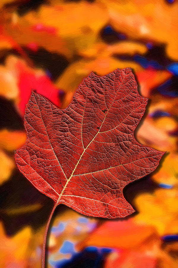 Red Maple Leaf on an Abstract Painting Painting by John Haldane