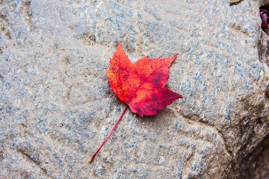 Red Maple Leaf on Granite Stone in Horizontal Format Photograph by Karen Stephenson
