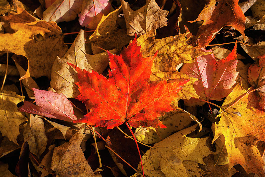 Red Maple Leaf On Leaf Background Photograph by David Chapman - Fine ...