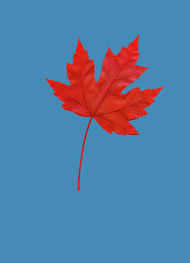 Red Maple Leaf Photograph by Russell Illig