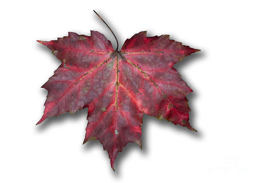 Red Maple Leaf Photograph by Scott Camazine