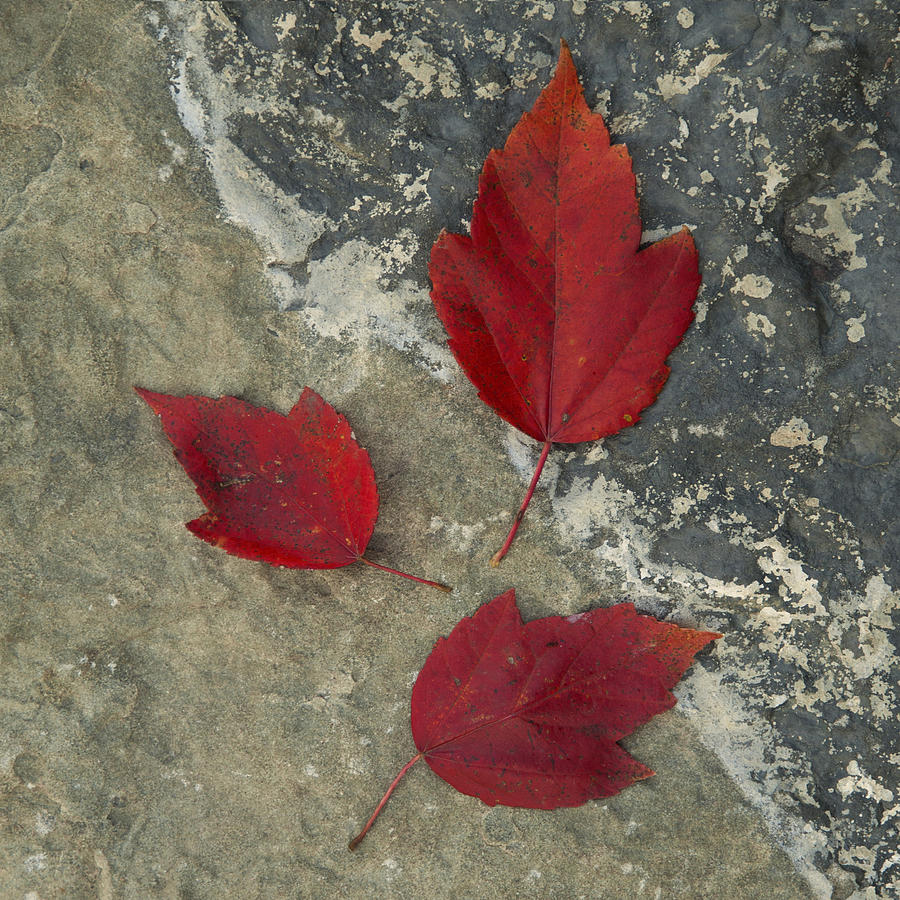 Red Maple Leaf Still Life Photograph by Greg Kluempers