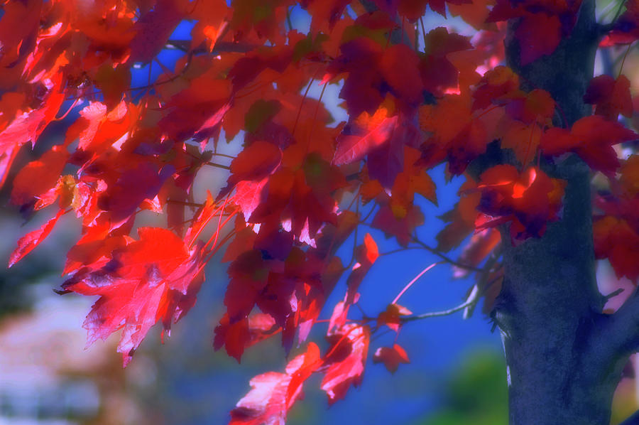 Nature Photograph - Red Maple Leaves (acer Rubrum) by Maria Mosolova/science Photo Library