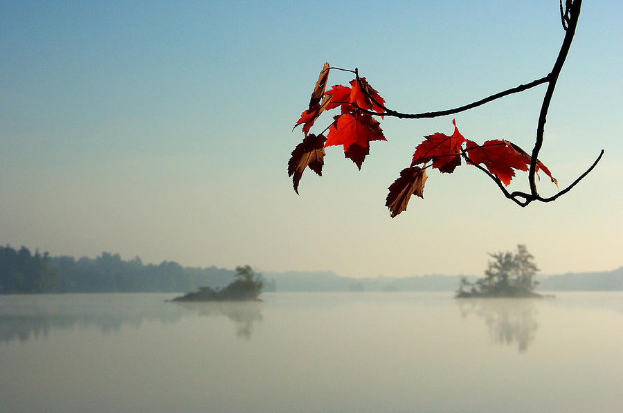 Red Maple Leaves and Islands in the Morning Mist Photograph by Paul Wash