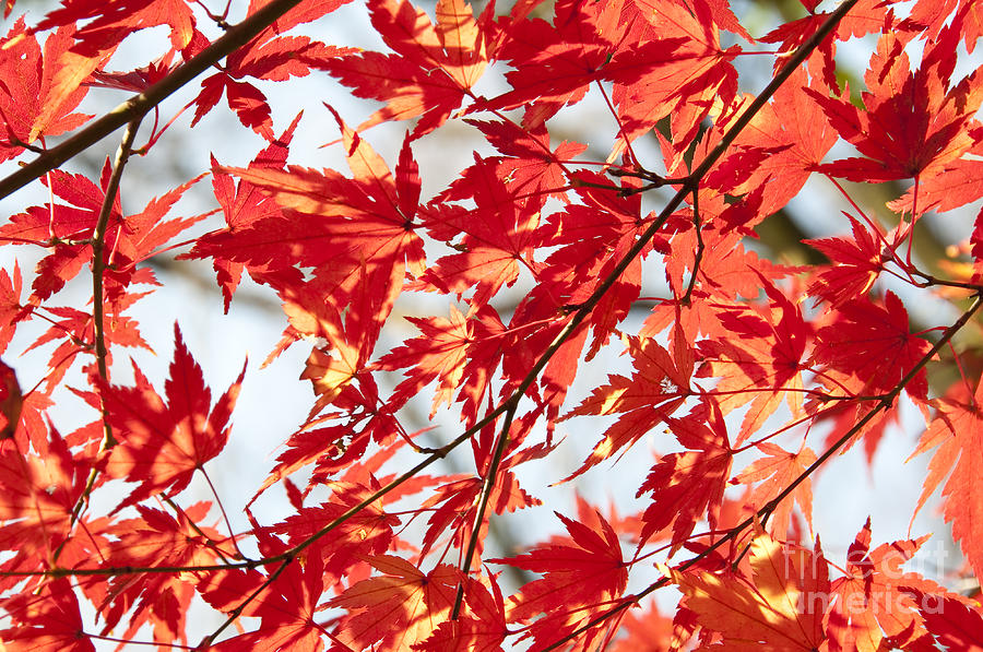 Red Maple Leaves Photograph by Delphimages Photo Creations