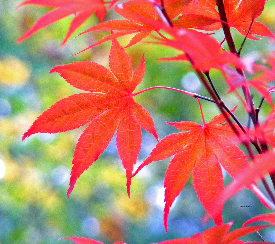 Red Maple Leaves Photograph by Duane McCullough