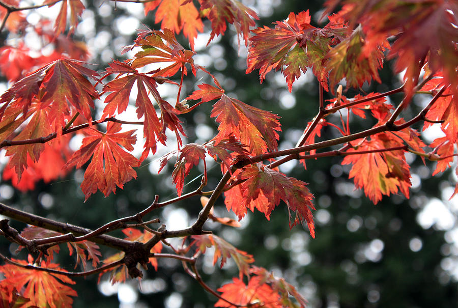 Red Maple Leaves Photograph by Gerry Bates