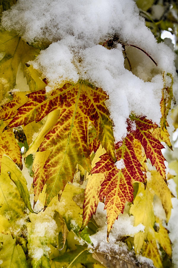 Red Maple Leaves In The Snow Photograph by James BO Insogna