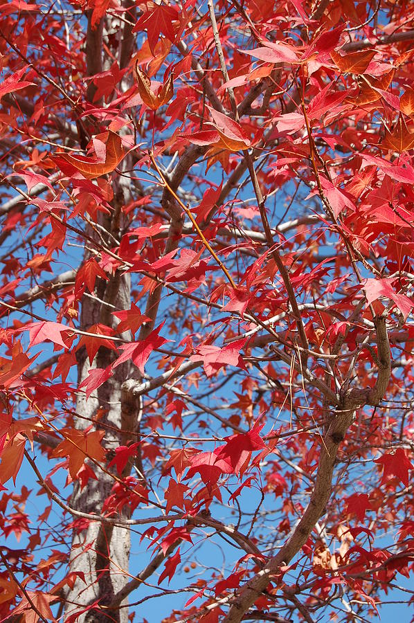 Red Maple Leaves  Photograph by Linda Brody