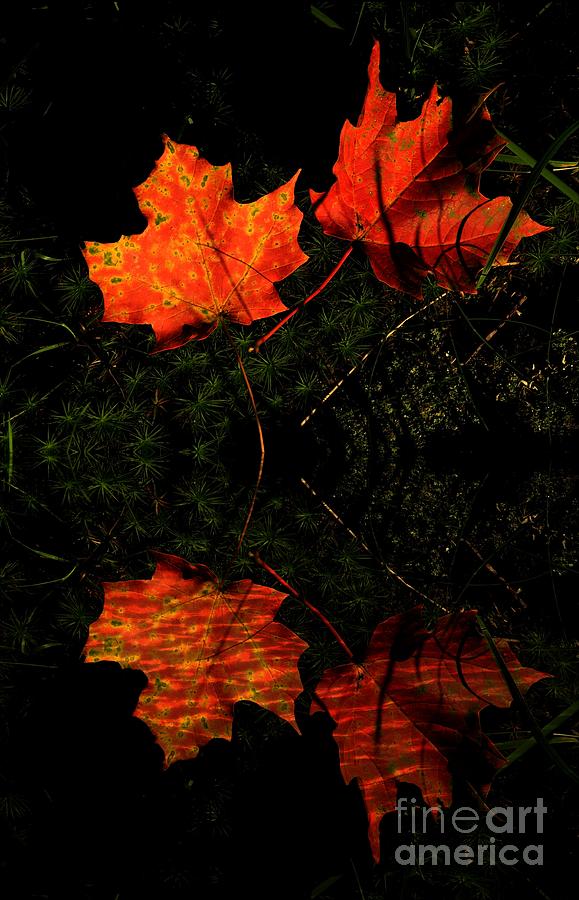 Red Maple Leaves Photograph by Marcia Lee Jones