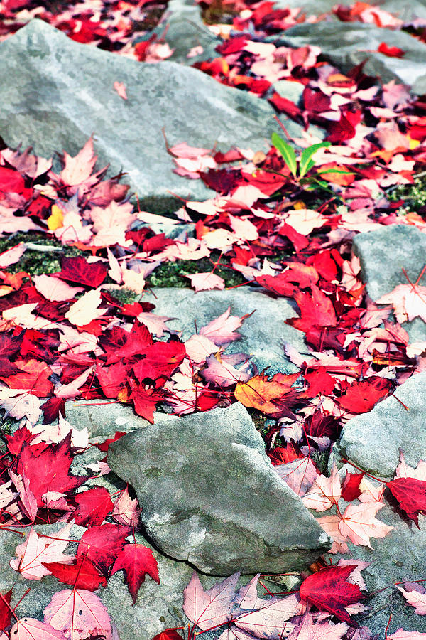 Red Maple Leaves on Rocks - West Virginia Photograph by Dan Carmichael