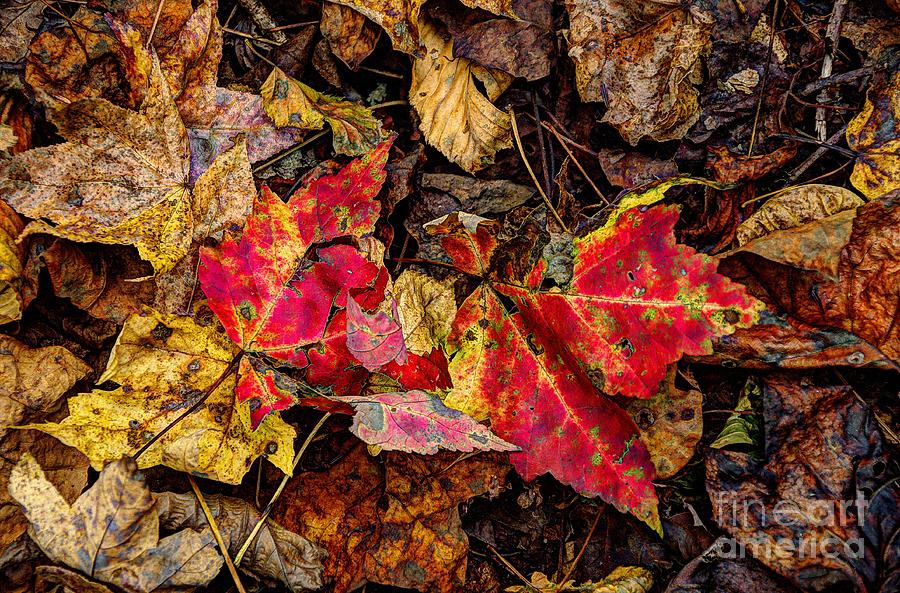 Hdr Photograph - Red Maple Leaves by Paul Mashburn