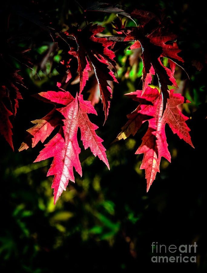 Red Maple Leaves Photograph by Robert Bales