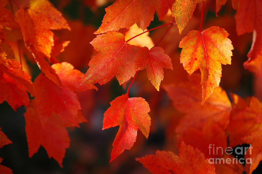 Red Maple Leaves Photograph by Sarah Schroder