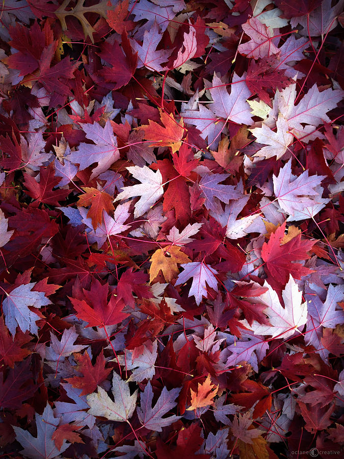 Red Maple Leaves Photograph by Tim Nyberg